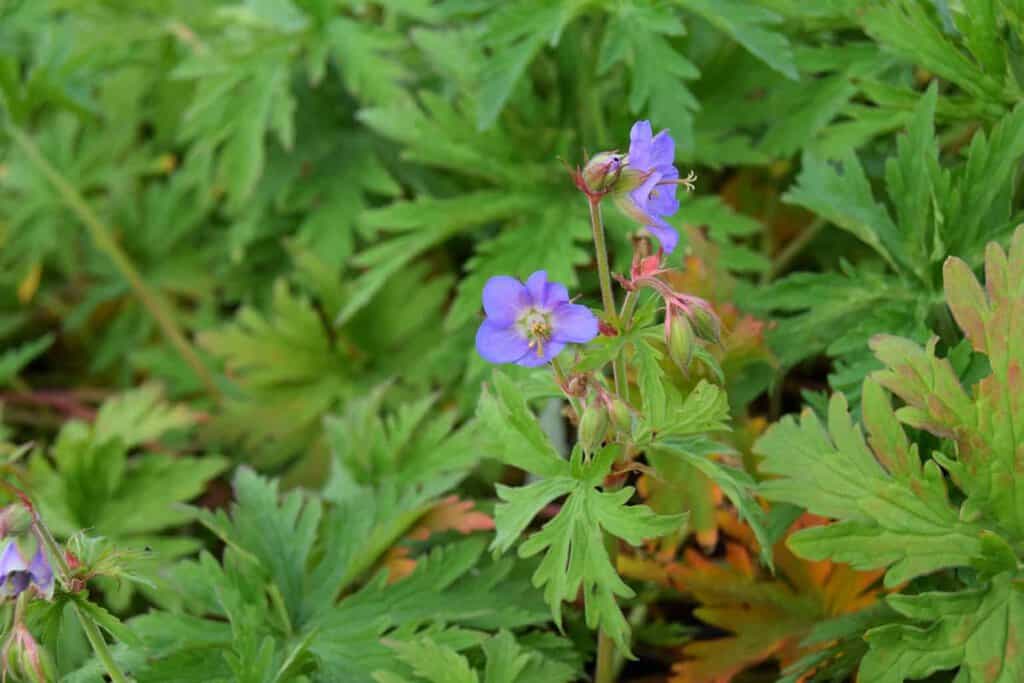 Geranium pratense 'Mrs Kendall Clark' ---